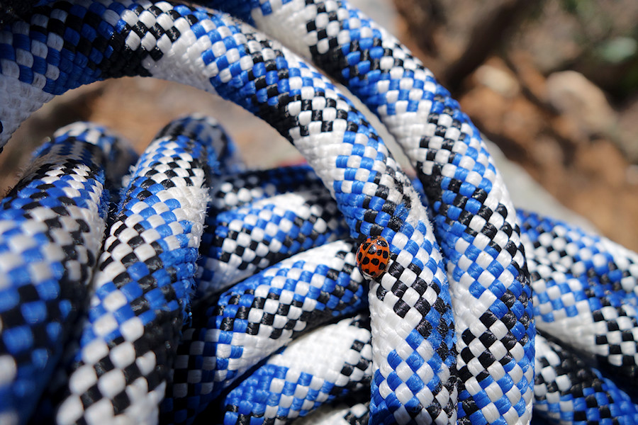 ladybugs everywhere