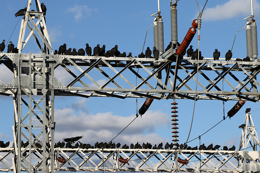 birds on a wire near Max Starcke dam