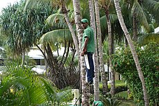 coconut harvesting