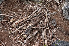 could not tell what this was - pile of logs