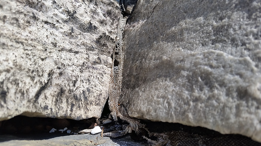 snakeskin near the top of Black Crack