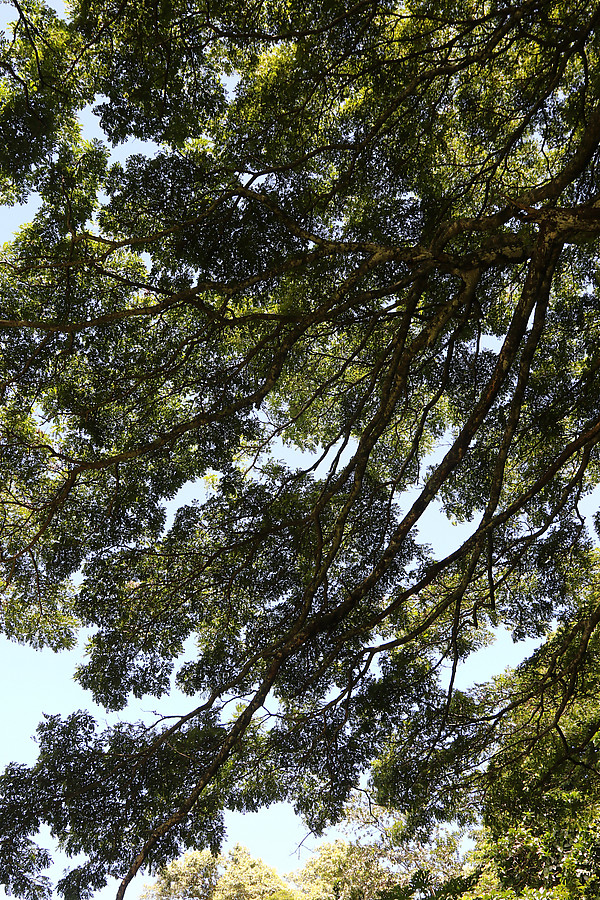 This tree is relatively cooperative at the canopy level.