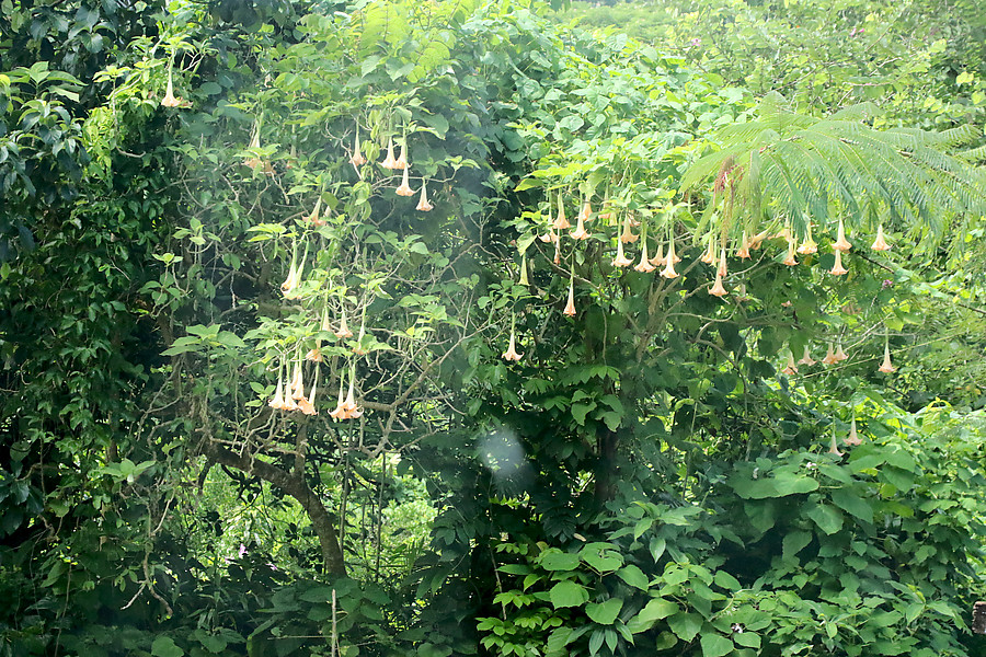 Angel's Trumpet