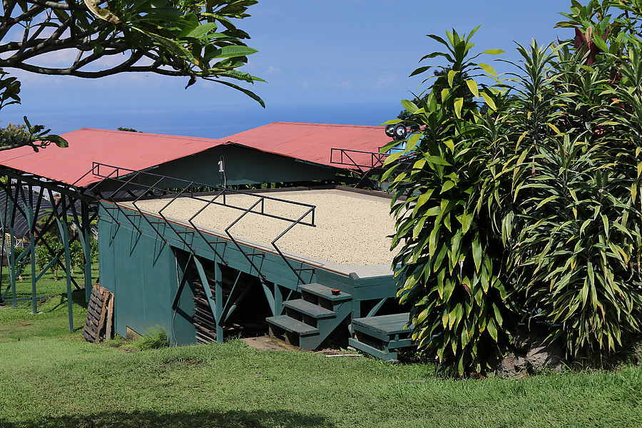 coffee drying