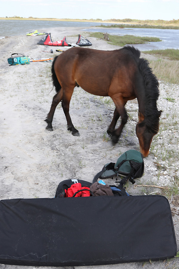 asshole horse searches my camera bag for food, finds nothing