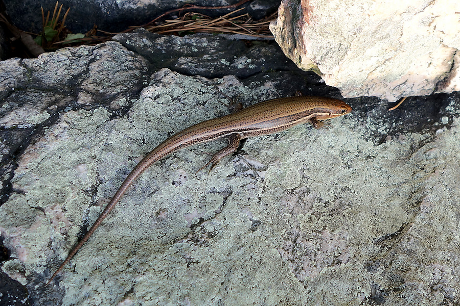 fat skink? jus ate? pregnant?