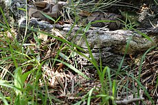 copperheads about 30' to the right of Second Coming