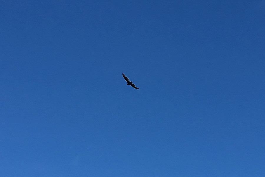beautiful bird with a notched wing