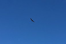beautiful bird with a notched wing
