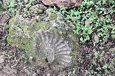 fossil