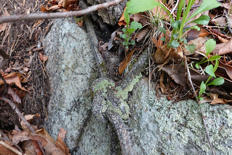 Can you spot the hidden fixed line tied to a dead tree?