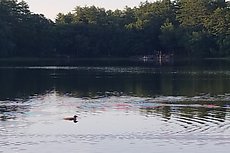 loon