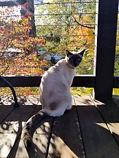 winery cat