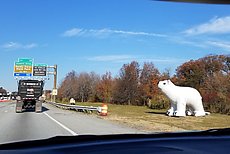 effective polar bear plunge advert