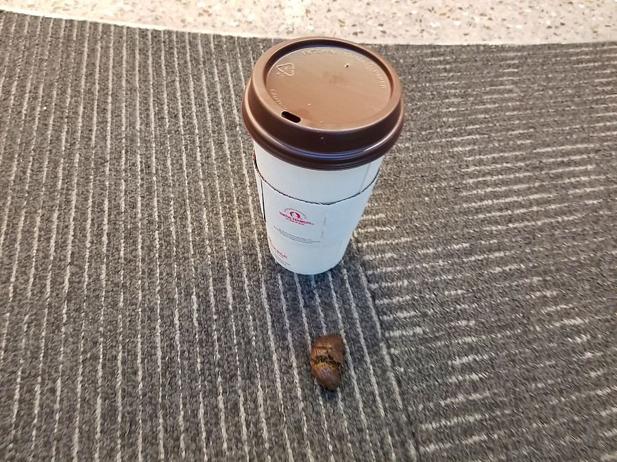 airport dog poop nugget