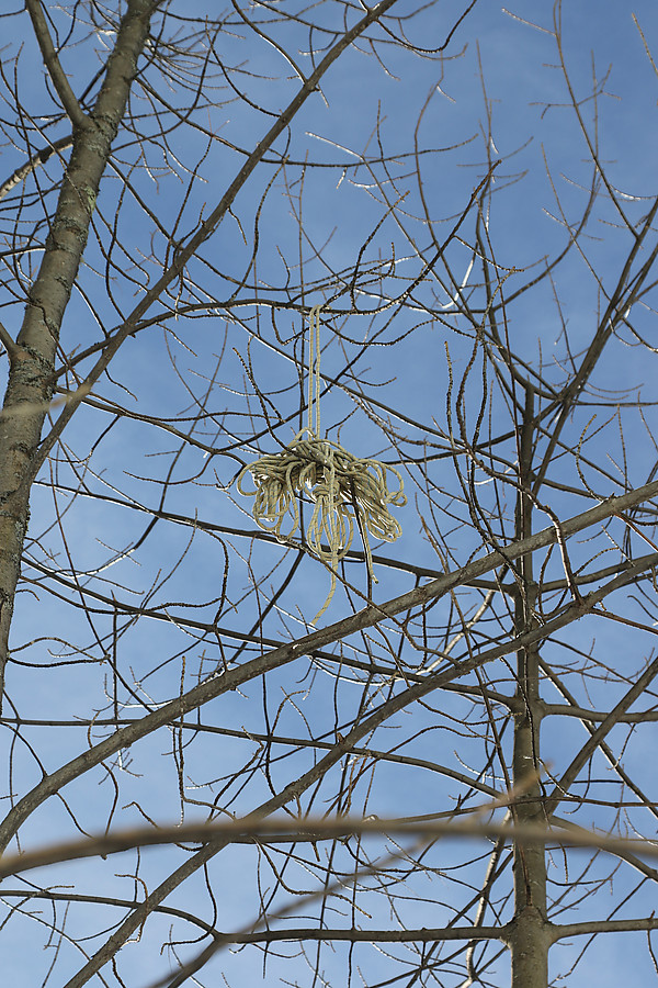 static rope someone accidentally put in to the tree