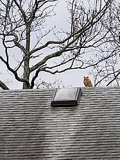 roof cat