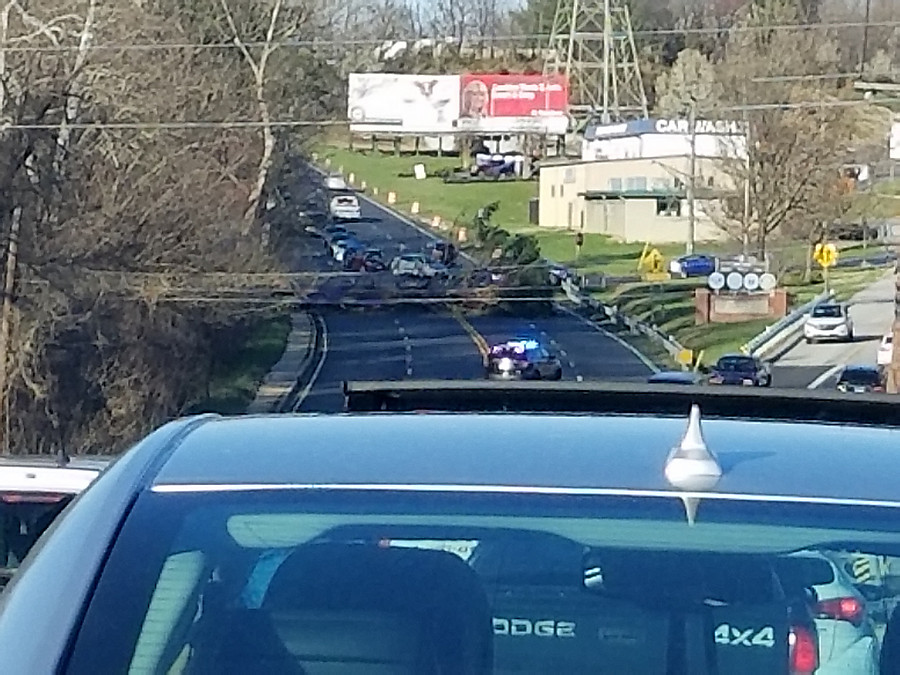 tree across US1