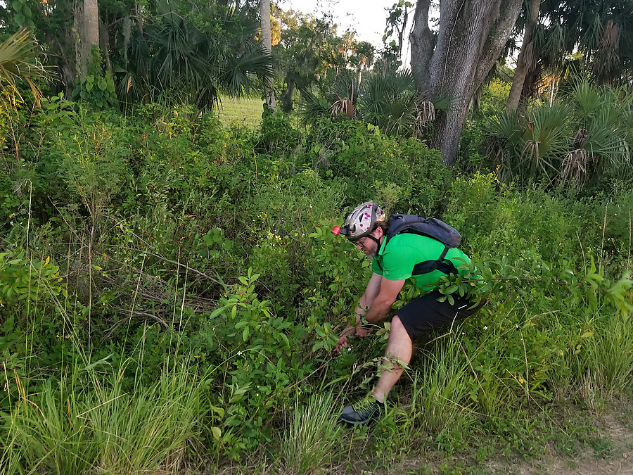 pulling invasive brazilian peppers during a break