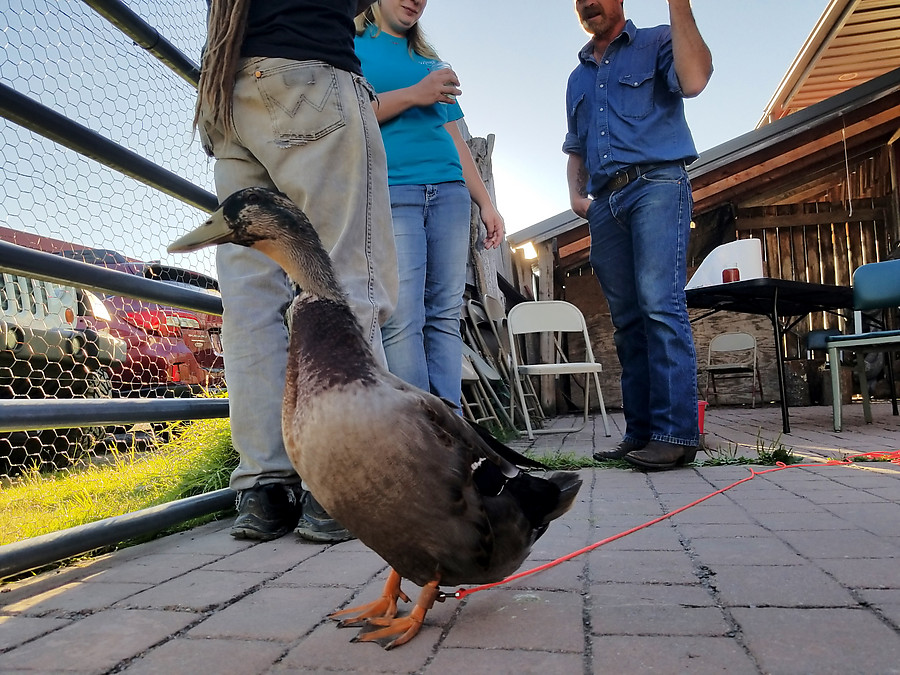 Quackums the pet duck