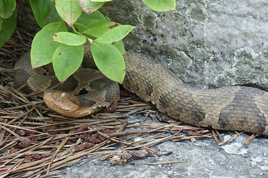 copperhead