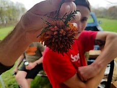 cedar apple rust fungus