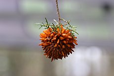 juniper apple rust