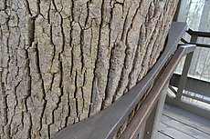 woodwork to match the tree