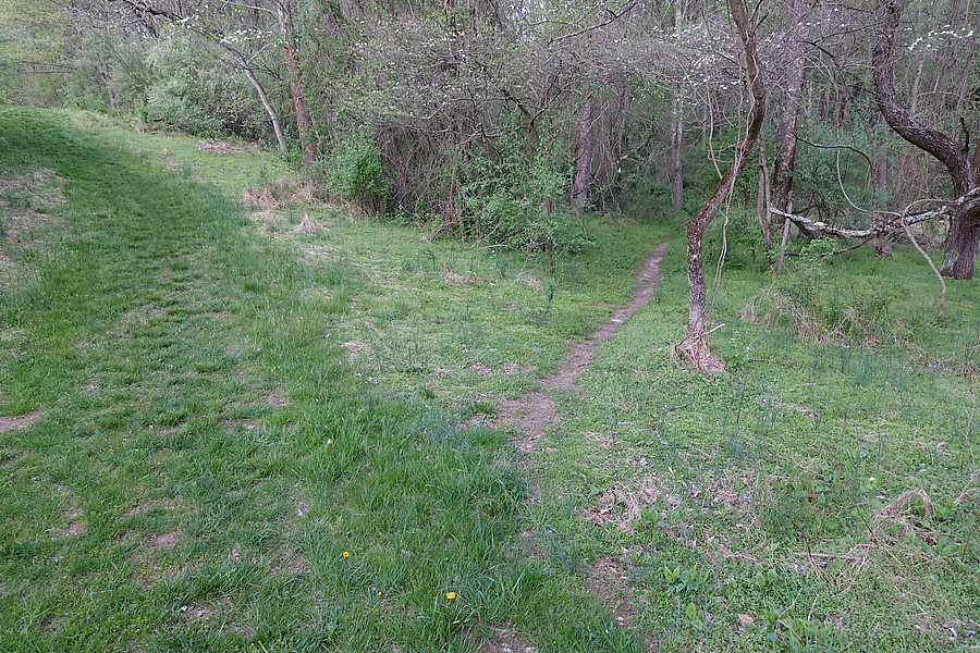 singletrack cuts off the horse path