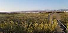 Alviso