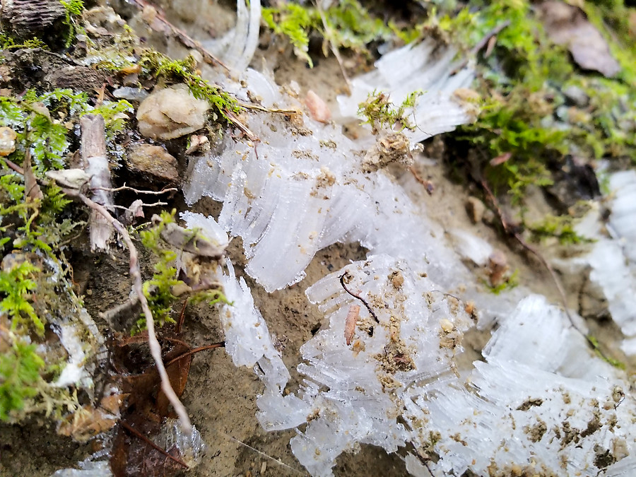 hoar frost on the trail