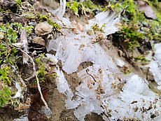 hoar frost on the trail