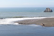 harbor seals