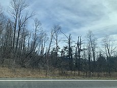 tornado snapped trees on Rt 32