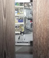 this cat lives in the Southern States store near me