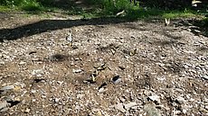 crowd of Monarch butterflies