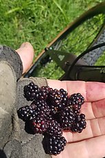 one of 10 handfuls of delicious wineberries that I supplemented my lunch with