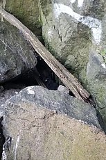 birds living up in the rocks at Friction Wall (I heard them and let them be, they are well to the side of the climbing)