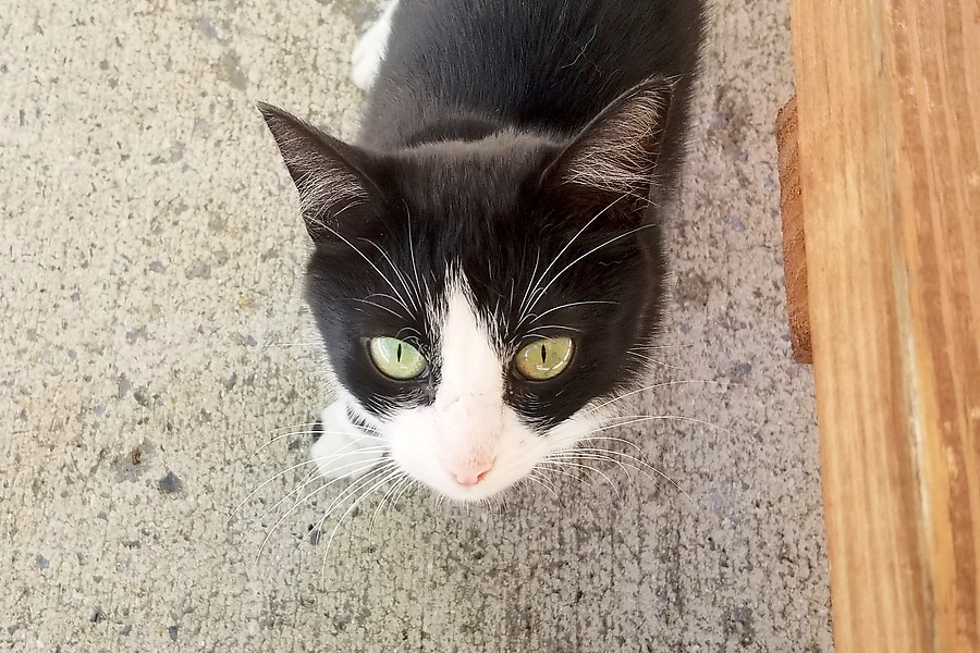 feline greeter