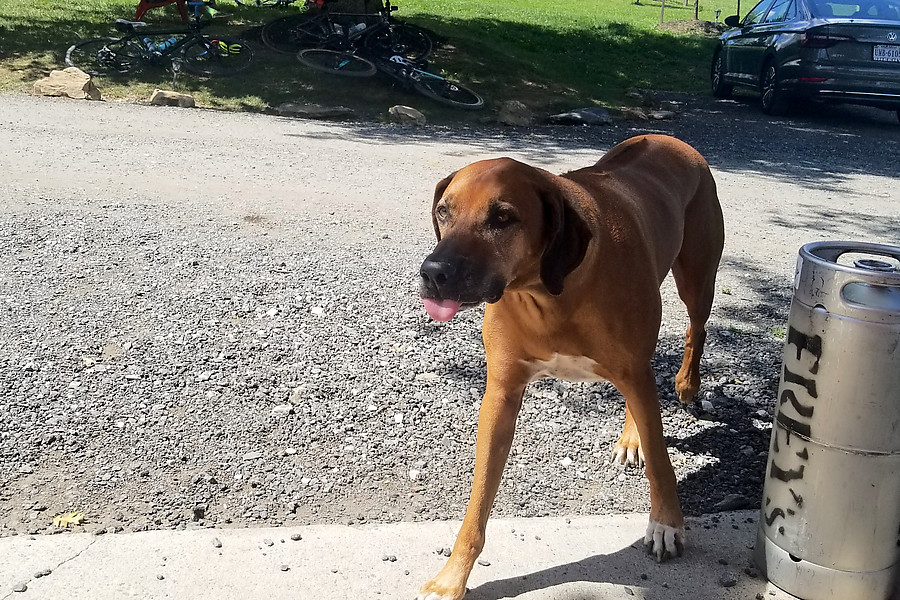canine greeter
