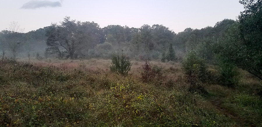 fog in the fields