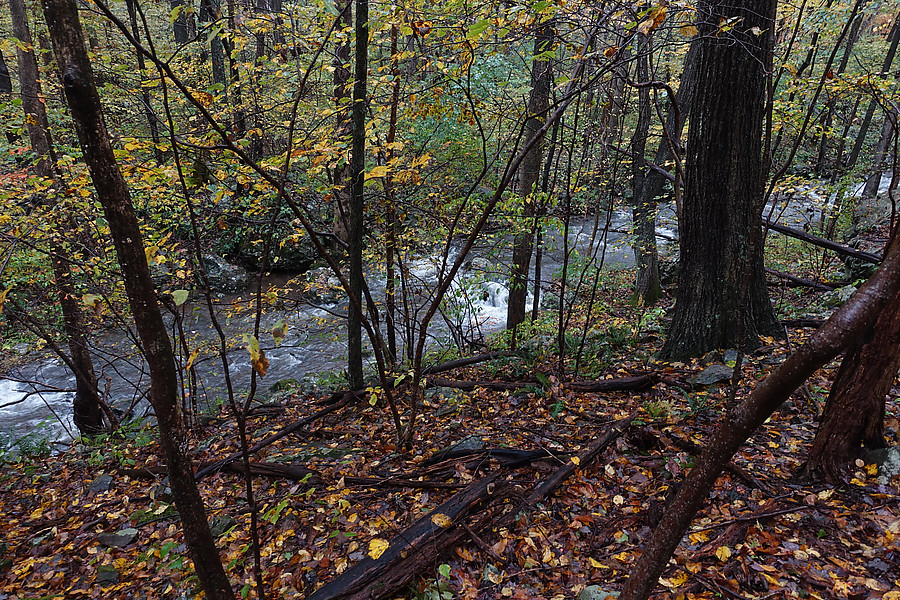 more flow in the Piney