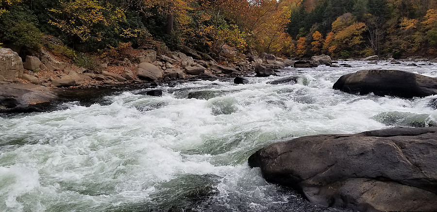 Cucumber rapid