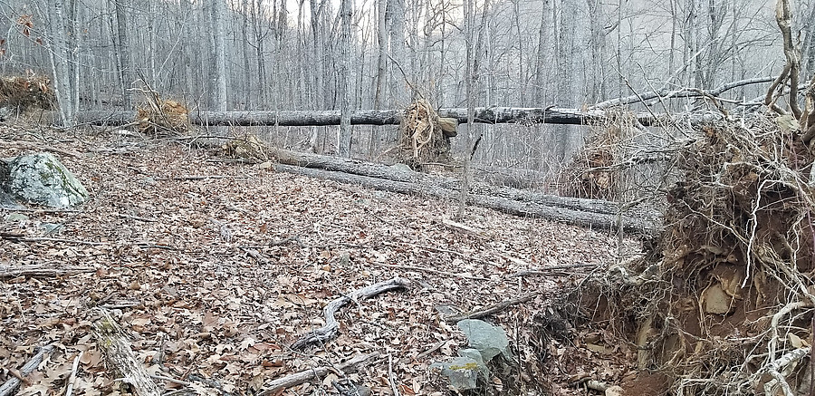 a bunch of treees that fell down in the same direction in a small area