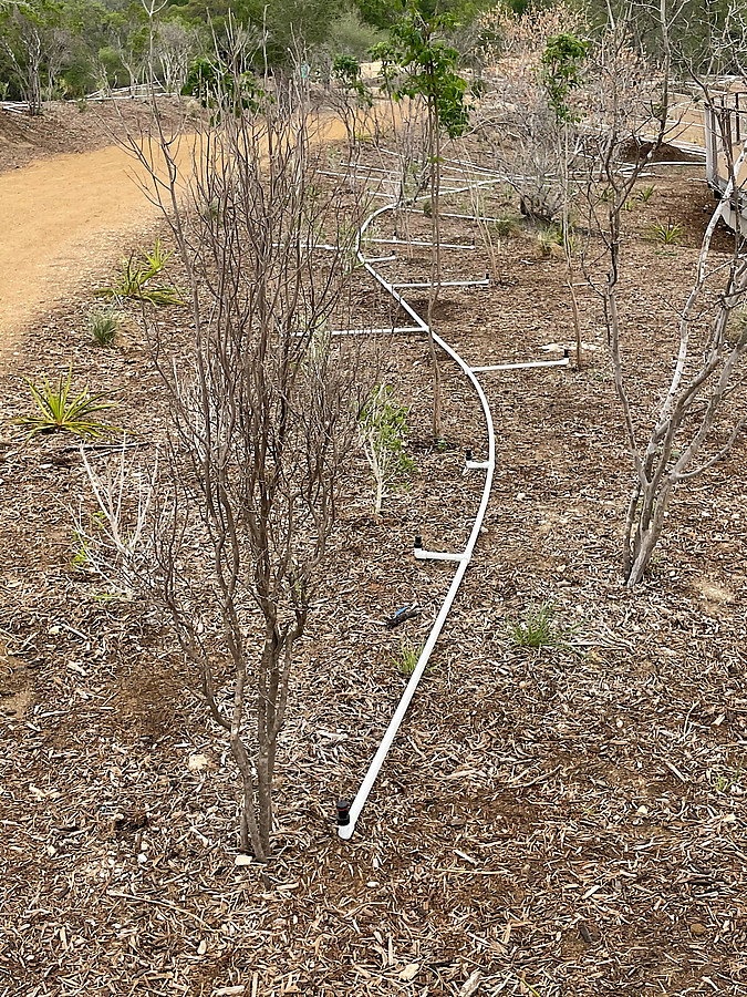 cool irrigation - assume it's temporary but it's a nice setup