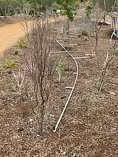 cool irrigation - assume it's temporary but it's a nice setup