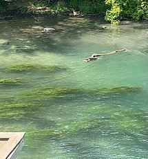 dog fetching a log