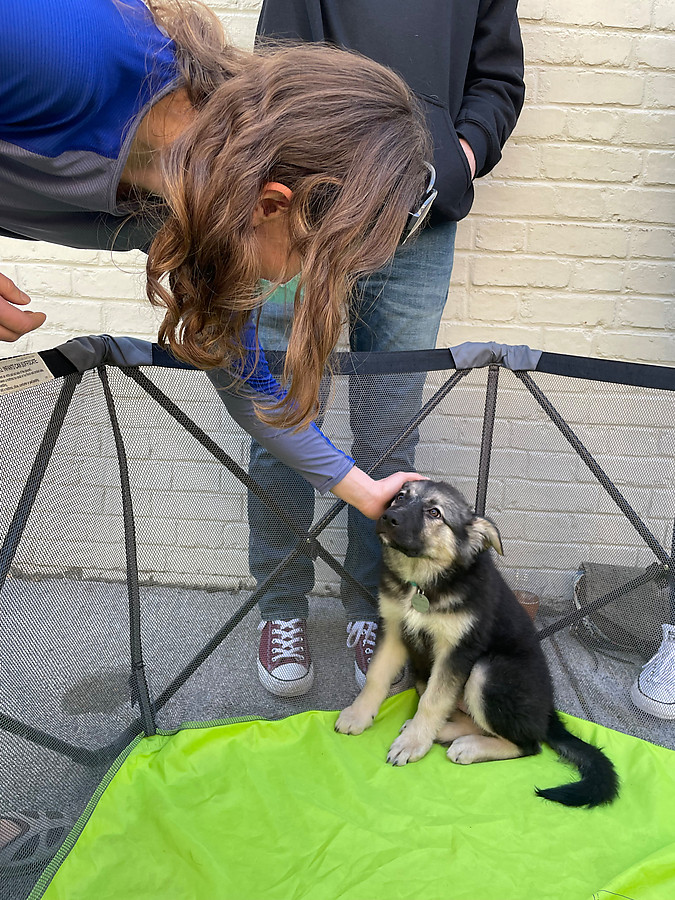 puppy petting event we came across while picking up food in downtown Winchester