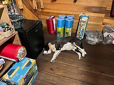 Harper's store dog ("we've been saying he's 8 for a few years now")