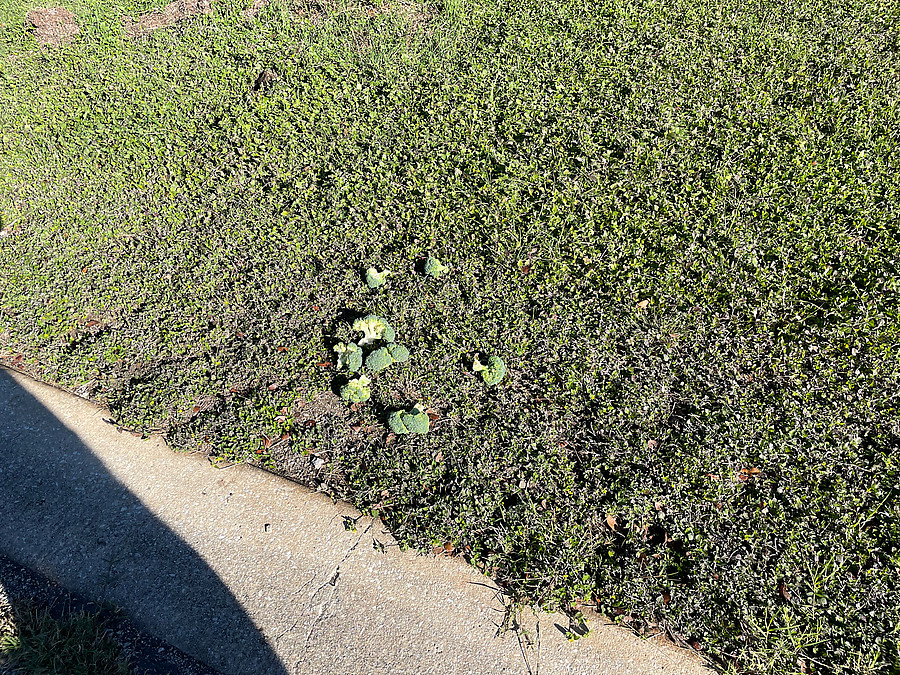 discarded street broccoli - a new roadside find for me